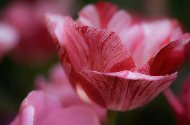 foto natura - undefined