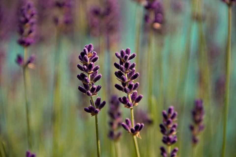 foto natura - d256951e05da0027327496563fe245ef