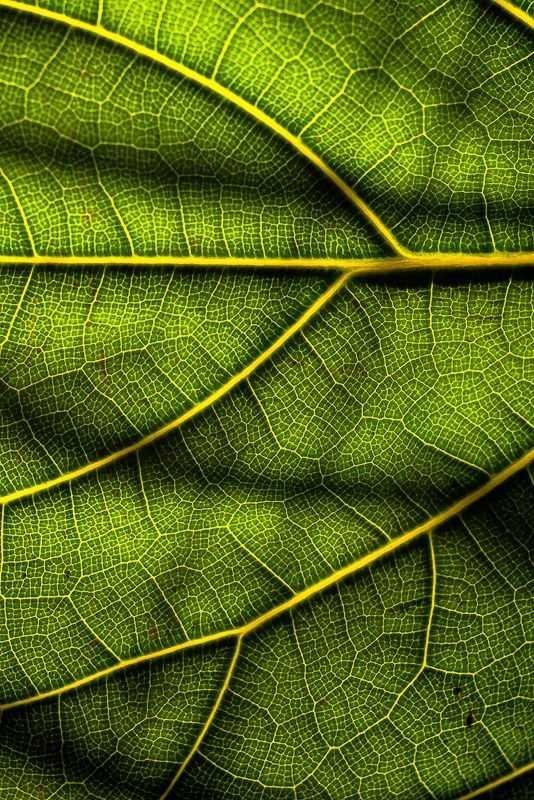 foto natura - undefined