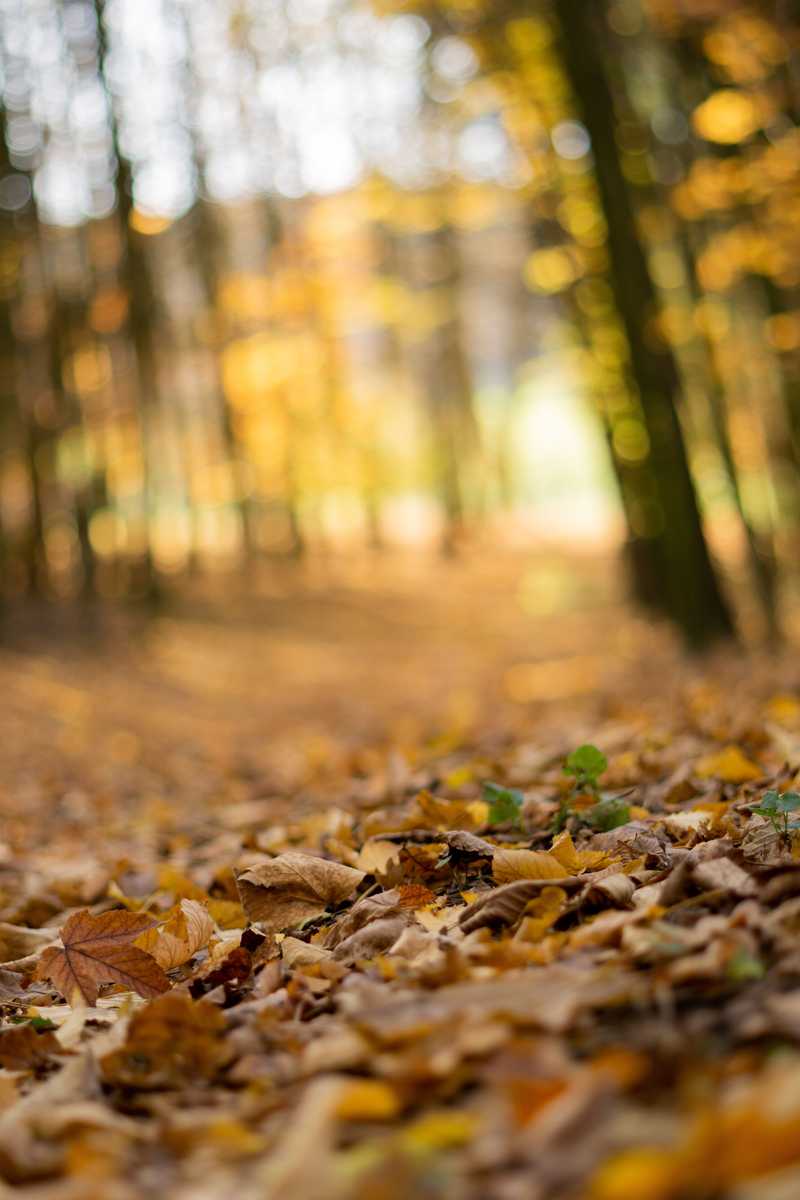 foto natura - undefined